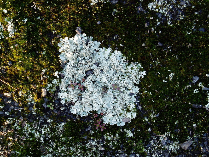 day18 lichen1